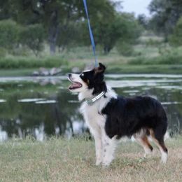 Miniature Australian Shepherds and Toy Australian Shepherds from Bent Oak Toy and Miniature Australian Shepards