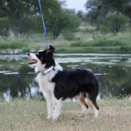 Miniature Australian Shepherds and Toy Australian Shepherds from Bent Oak Toy and Miniature Australian Shepards