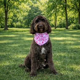 Tillie - Goldendoodle