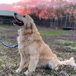 Buddy - Golden Retriever