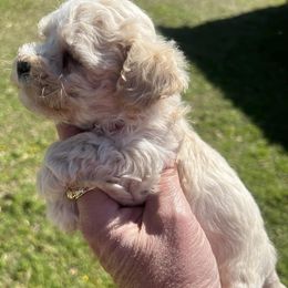 Maltipoos from Pat’s precious puppies