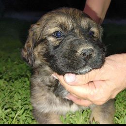 #3 Girl - Brown seal German Shepherd puppy in Wright County, Missouri from The Old Red Barn Kennel