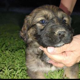 #3 Girl - Brown seal German Shepherd puppy in Wright County, Missouri from The Old Red Barn Kennel