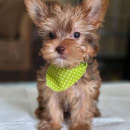 Gold Boy 3 - Gold male Yorkshire Terrier puppy in Aiken, South Carolina from Sio's Yorkies