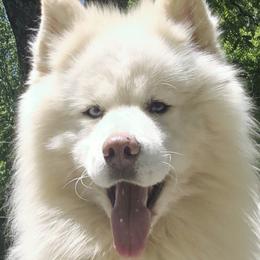 Cuda - Siberian Husky