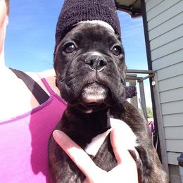 Boxer Puppies from Vintage Boxers