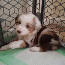 Murphy - Red merle male Miniature Australian Shepherd puppy in Copperas Cove, Texas from Aussies Acre