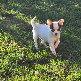 Trixie - Chocolate and white female Chihuahua puppy in Amity, Pennsylvania from Baxters Chihuahuas