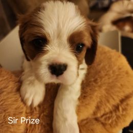 Cavalier King Charles Spaniel Puppies from Angelic Cavaliers