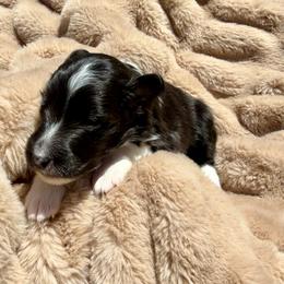 STORMY - Black & white male Toy Shetland Sheepdog puppy in Livonia, Michigan from M7’s Shelties, Toonies & AussieDoodles