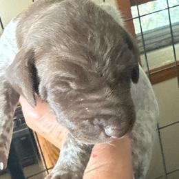 Yellow - Liver and white female German Shorthaired Pointer puppy in Whitelaw, Wisconsin from French Creek GSPs