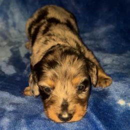Loretta - Dapple female Dachshund puppy in Goldthwaite, Texas from Mini Mama Dachshunds