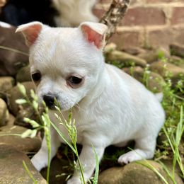 Border Collie and Chihuahua Puppies from Brooks Grove Canines LLC