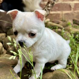 Border Collie and Chihuahua Puppies from Brooks Grove Canines LLC