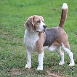 Beagles from Misfit Kennel