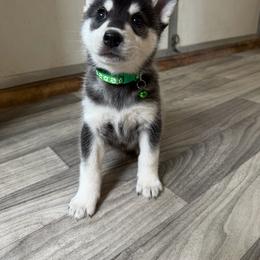 Male 2 - Black and white male Alaskan Klee Kai puppy in Beverly Hills, Florida from Lucky Charm Klee Kai