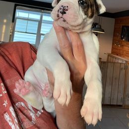 Boxer Puppies from Big Dawg Plantation