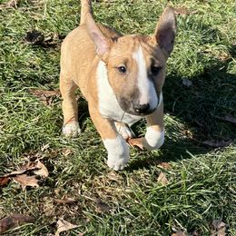 Bull Terrier Puppies from Lynn Hill Bull Terriers