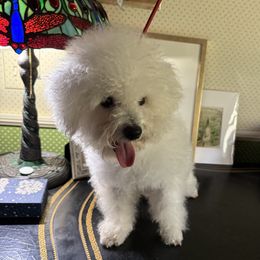 Philippe White Diamond Sofia - White male Bichon Frise puppy in Anza, California from Top Shepherd -Snow Angels Bichon Frisé, Maltise