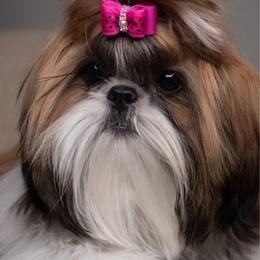 Alondra - Shih Tzu