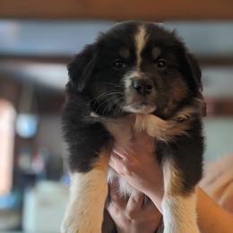 Australian Shepherd Puppies from Sonya Pfeiffer
