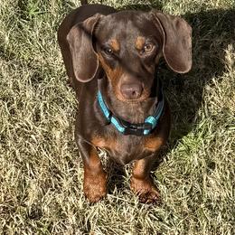 Churro - Dachshund