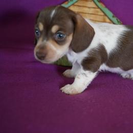 Boy 3 - Piebald male Dachshund puppy in Quemado, New Mexico from TNT Dachshunds