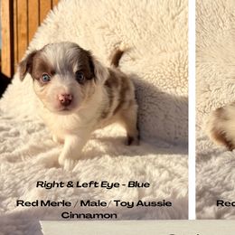 Australian Shepherds from Farm Girl Aussies
