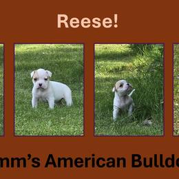 Reese - White and tan female American Bulldog puppy in Three Rivers, Michigan from Jemms Kennels