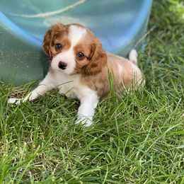 Lino - Blenheim Cavalier King Charles Spaniel puppy in Sandy, Utah from Wasatch Cavaliers