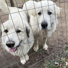 Great Pyrenees All Grown Up from Up A Creek Farm