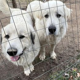 Great Pyrenees All Grown Up from Up A Creek Farm