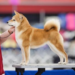 Sage - Shiba Inu