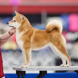 Sage - Shiba Inu