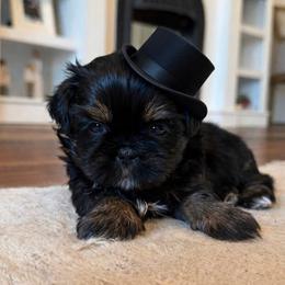 Shih Tzu Puppies from Furbourne Farms