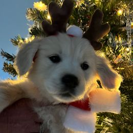 Peanut - Light golden female Golden Retriever puppy in Pace, Florida from Panhandle PawsNClaws