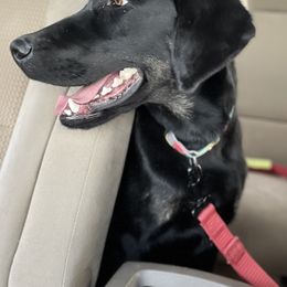 Gus - Black male Labrador Retriever puppy in Elizabeth, Colorado from Royalty’s Farm