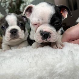 Boston Terrier Puppies from Isela Diaz