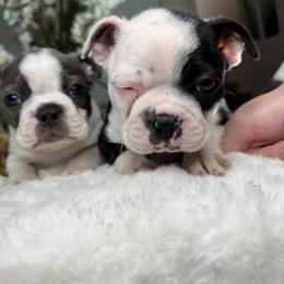 Boston Terrier Puppies from Isela Diaz