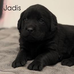 Jadis, Champion line English Lab - Black female Labrador Retriever puppy in Owosso, Michigan from Bennington Retrievers