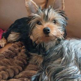 Lola - Blue and gold female Yorkshire Terrier puppy in Potomac, Maryland from Fabiana's Yorkshire Terriers