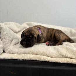 Bellini - Brindle female Great Dane puppy in Marble Falls, Texas from Notorious Great Danes