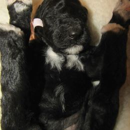 Goldendoodle and Poodle Puppies from David & Patricia Elliott