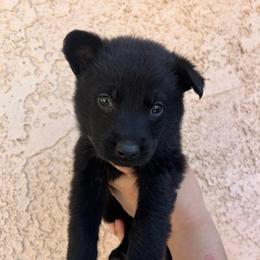 Olive Green Collar Male - March - Black male German Shepherd puppy in Adelanto, California from Würdighaus Kennels