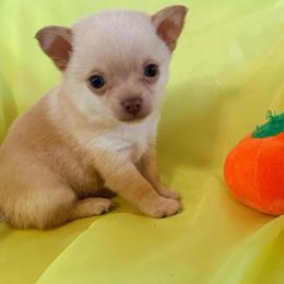 McIntosh runt Pomchi - Blue fawn male Chihuahua puppy in Seneca, Missouri from Stephanie’s Puppy Colony
