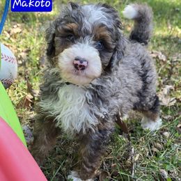 Makoto - Blue merle male Bernedoodle puppy in Neillsville, Wisconsin from Granton Creek