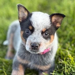Pink Girl 3 - Blue female Australian Cattle Dog puppy in Bingham County, Idaho from Circle C Australian Cattle Dogs