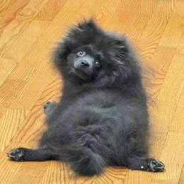 Rosie - Pomeranian