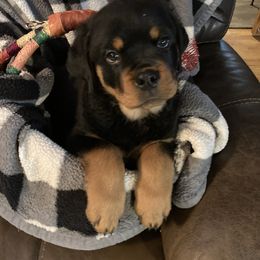 Rottweiler Puppies from Oakville Rottweilers