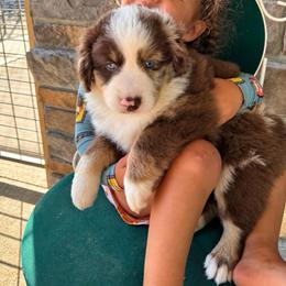Ian - male Australian Mountain Doodle puppy in Savannah, Missouri from Rose Creek Mini Aussies and doodles